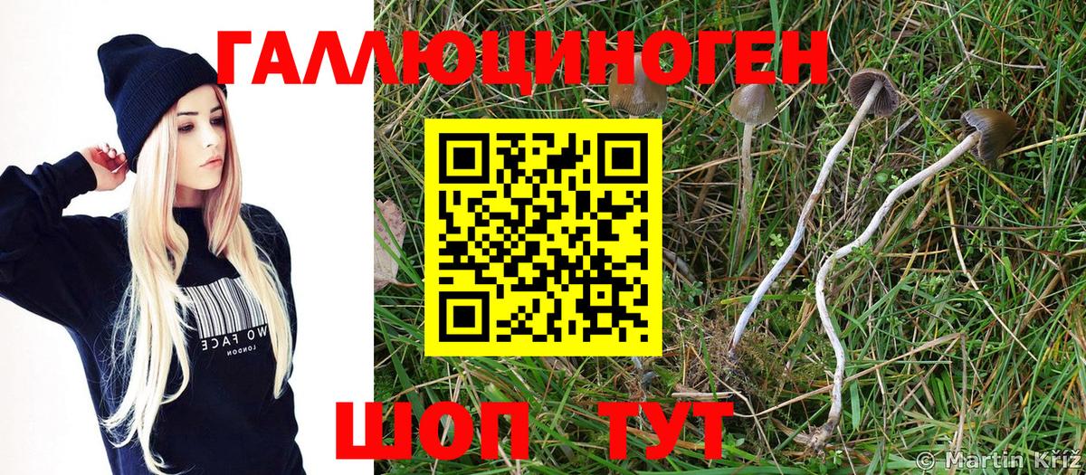 Сертолово  Галлюциногенные грибы Cubensis  Вход с VPN 
