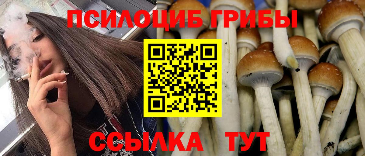 Галлюциногенные грибы Psilocybe Сертолово